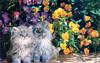 Kittens and flowers