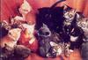 Kittens