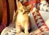 Kitten