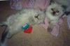 Kittens: Ittybitty and Chubs