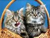 Ouriel - Chat - Kittens in basket