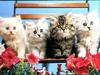 Ouriel - Chat - Kittens on chair