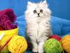 Ouriel - Chat - Kittens and string rolls