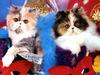Ouriel - Chat - Kittens and masks