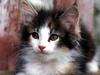 Ouriel - Chat - Kitten face