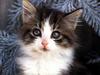 Ouriel - Chat - Kitten face