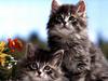 Ouriel - Chat - Kittens