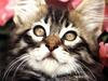 Ouriel - Chat - Kitten face