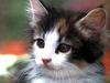Ouriel - Chat - Kitten face