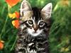 Ouriel - Chat - Kitten face