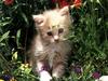 Ouriel - Chat - Kitten