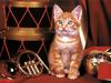 Ouriel - Chat - Kitten