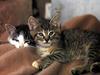 Ouriel - Chat - Kittens