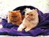 Ouriel - Chat - Kittens