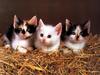 Ouriel - Chat - Kittens