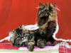 Ouriel - Chat - Kittens