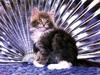 Ouriel - Chat - Kitten