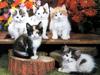 Ouriel - Chat - Kittens