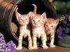 Ouriel - Chat - Kittens