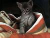 Ouriel - Chat - Kitten