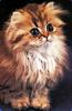 Ouriel - Chat - Kitten