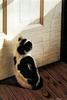 Ouriel - Chat - Kitten