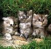 Ouriel - Chat - Kittens