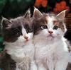 Ouriel - Chat - Kittens