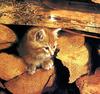 Ouriel - Chat - Kitten