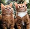 Ouriel - Chat - Kittens