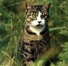 Ouriel - Chat - Kitten