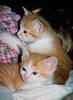 Kittens