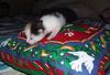 Kitten