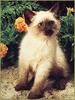 Kitten