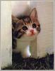 Kitten in curiosity
