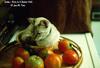 Kitten in a basket