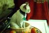 Kitten in a basket