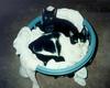 Kittens in a basket