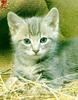 Kitten