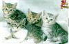Kittens