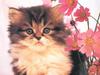 Kitten: Tell me I'm not cute.
