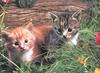 Kitten: Where is that mouse