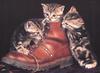 Kittens: Where did he go, guys?