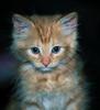 Kitten face