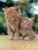 Richard Stacks - September's Kittens