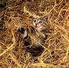 Kitten