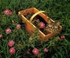 Domestic Cat in basket