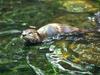 North American River Otter (Lontra canadensis)