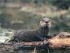 North American River Otter (Lontra canadensis)