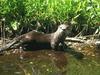 North American River Otter (Lontra canadensis)